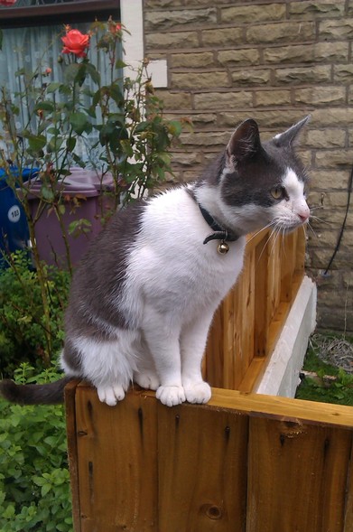 Grey and white cat sitting side on atop a wooden fence looking to the left with the stone wall of a house in the background.