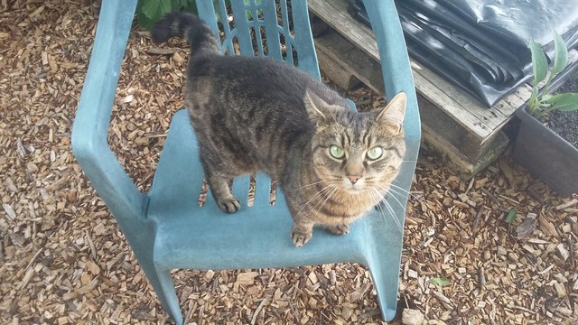 Brindle cat standing on a green plastic chair on a woodchip surface looking up at the camera.