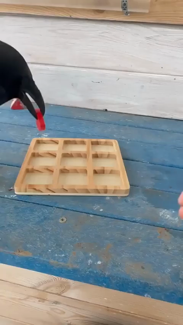 A crow playing noughts and crosses with a human.
