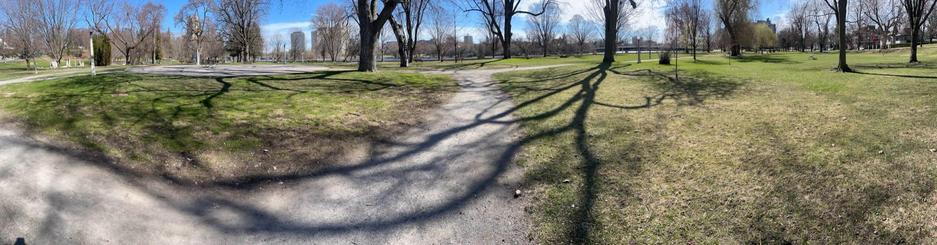 Panorama photo of Strathcona park, showing parkland, with a gravel path going straight, with trees of various ages in the distance, throwing long shadows on the ground, with the Rideau River barely visible in the distance, with a few picnic tables in the distance.