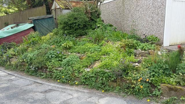 A sloping bank adjacent to a garage next to a side road. The area is lush and green, packed with an abundance of woodland and garden plants