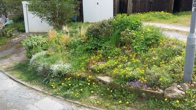 The garden end of the sunny bank in the alley showing an area next to the alley packed with green and flowering plants