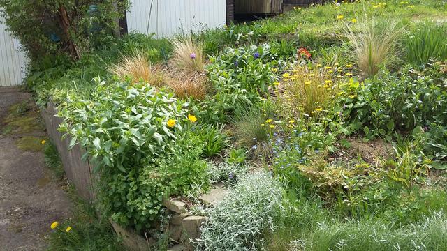 A closer shot of the prairie planting in the sunny bank showing green and flowering plants next to a garage driveway