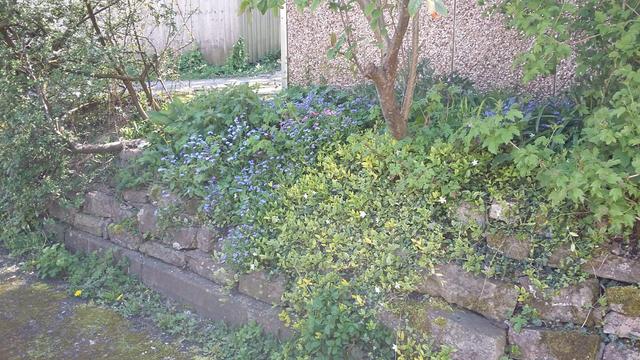 A stone wall adjacent to a concrete garage. The wall is covered in wildflowers amongst small bushes