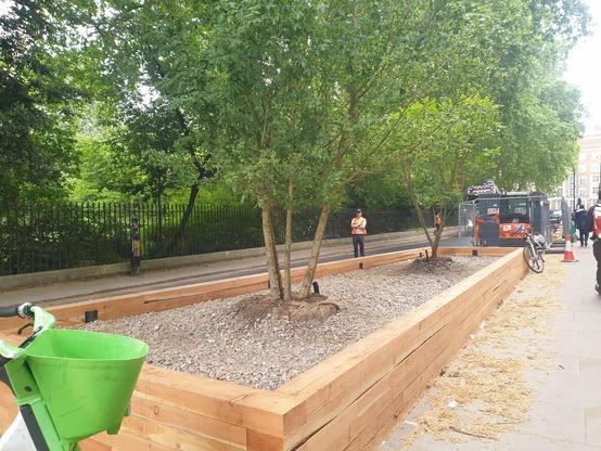 Urban street on which sits new wooden planter , filled with rubble and containing two small young trees in tiny plugs of soil. (Urban garden square in background)
