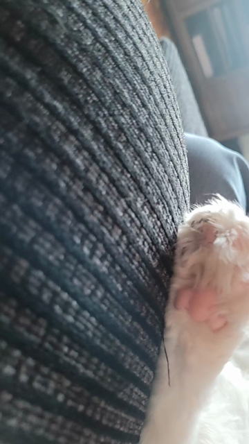 Video of my Main Coon called Headphones who is brazenly laying on/in me whilst I recover on the sofa from a very very hectic day.
