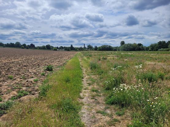 A well trodden path running between two fields both in different states of pasture, both being rewilded intentionally. The sky has lots of fluffy grey clouds dotted about. There's not a soul in sight.