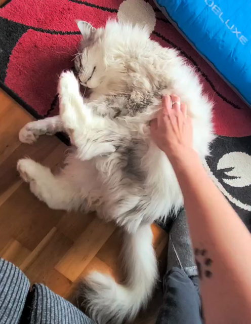 A cat laid on his back having tummy rubs