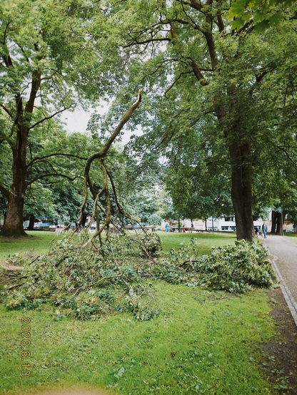 A photo of a big old branch that has fallen from a tree and is "stood on its head"